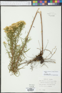 Euthamia caroliniana image