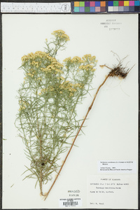 Euthamia caroliniana image