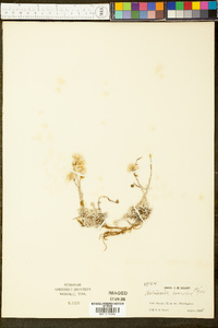 Image of Antennaria concolor