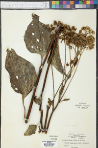 Arnoglossum plantagineum image