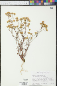 Chaenactis carphoclinia var. carphoclinia image