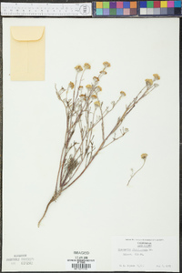 Chaenactis glabriuscula image