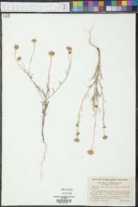 Chaenactis glabriuscula image