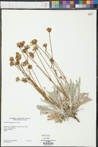 Chaenactis santolinoides image