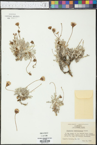 Chaenactis santolinoides image