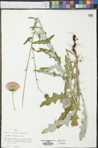 Cirsium ochrocentrum image