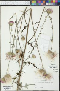 Cirsium lecontei image