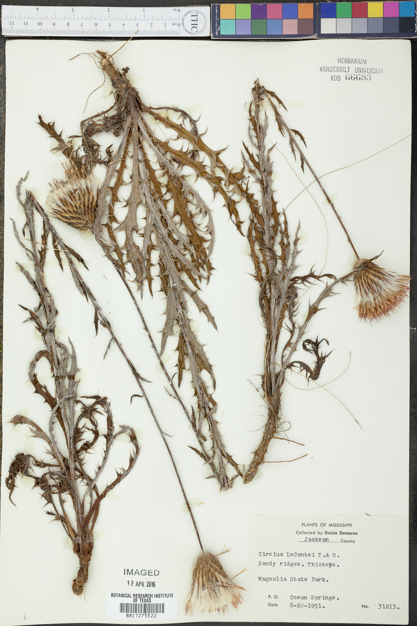 Cirsium lecontei image