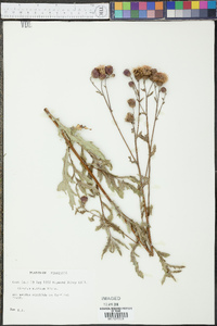 Cirsium muticum image