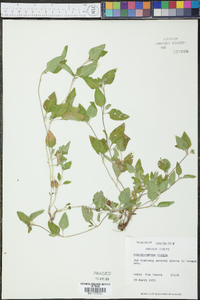 Calyptocarpus vialis image