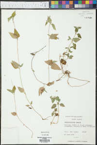 Calyptocarpus vialis image