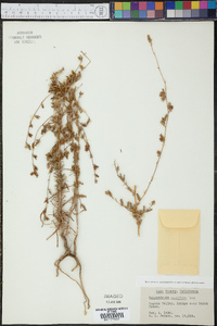 Calycadenia pauciflora image