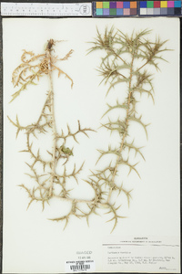 Carthamus baeticus image