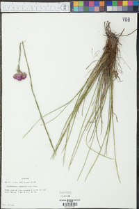 Carphephorus pseudoliatris image