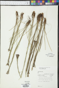 Carphephorus pseudoliatris image