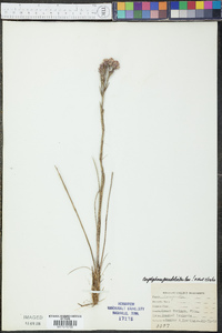 Carphephorus pseudoliatris image