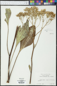 Arnoglossum plantagineum image