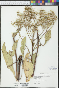 Arnoglossum plantagineum image