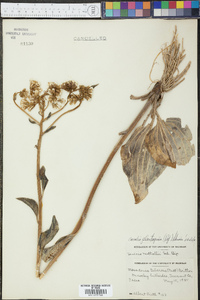 Arnoglossum plantagineum image