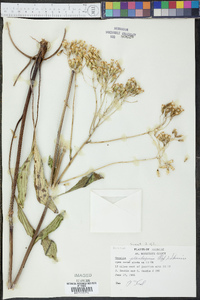 Arnoglossum plantagineum image