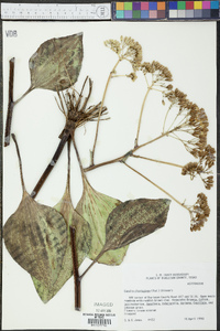 Arnoglossum plantagineum image