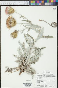 Cirsium undulatum image
