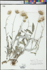 Cirsium undulatum image