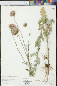 Cirsium texanum image