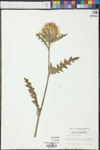 Cirsium horridulum image