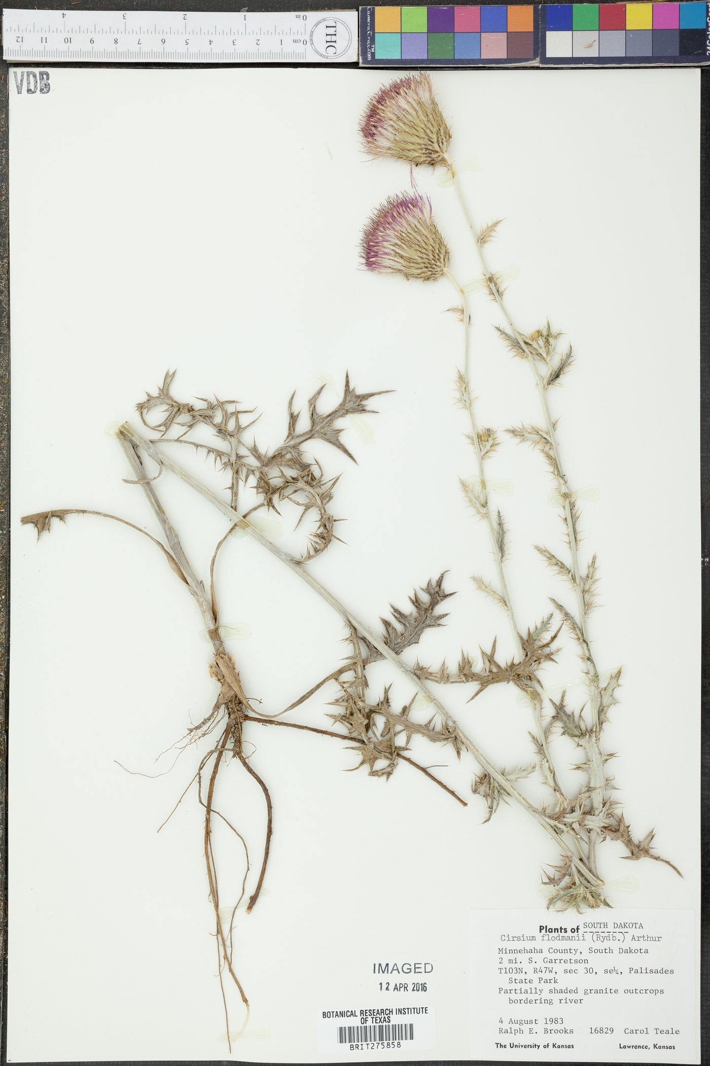 Cirsium flodmanii image