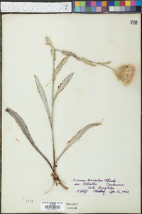 Cirsium horridulum var. elliottii image