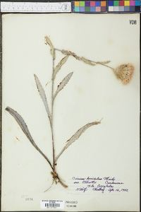 Cirsium horridulum image