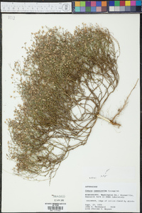 Conyza ramosissima image