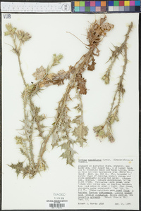 Carduus tenuiflorus image