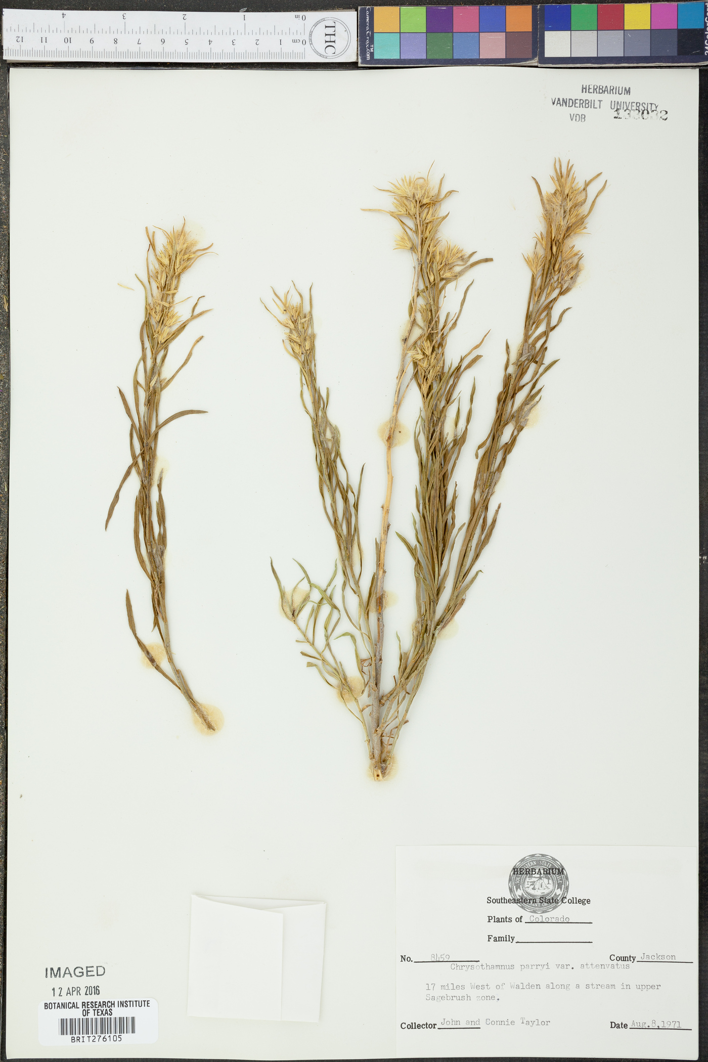 Ericameria parryi var. attenuata image