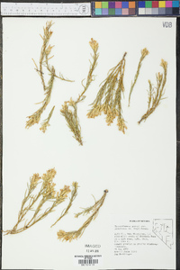 Ericameria parryi image