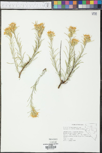 Ericameria parryi var. nevadensis image