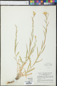 Cuniculotinus gramineus image