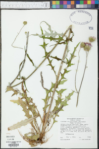 Cirsium carolinianum image