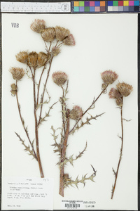 Cirsium carolinianum image