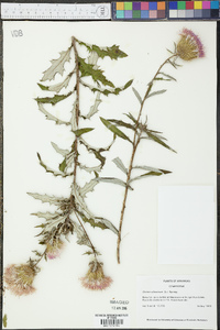 Cirsium altissimum image