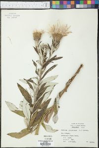 Cirsium altissimum image