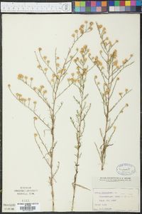 Symphyotrichum ericoides image