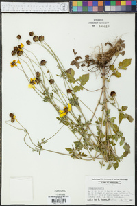 Coreopsis basalis image