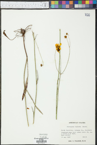 Coreopsis falcata image