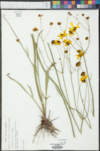 Coreopsis falcata image