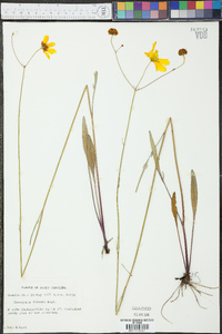 Coreopsis falcata image