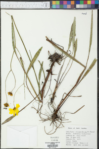 Coreopsis falcata image