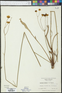 Coreopsis falcata image