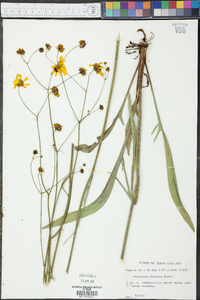 Coreopsis falcata image